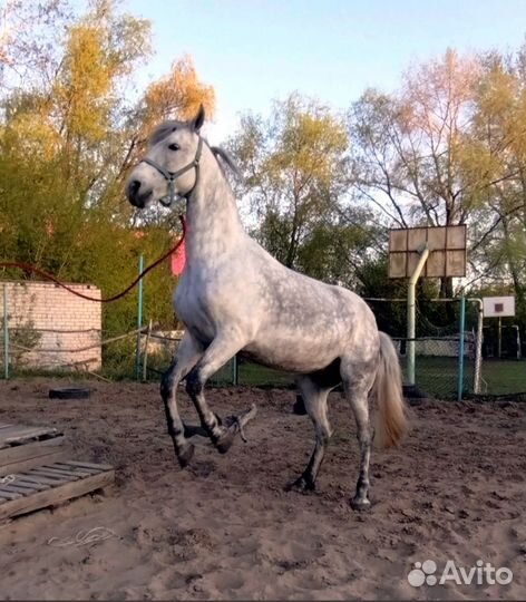 Продажа лошадь с жеребенком