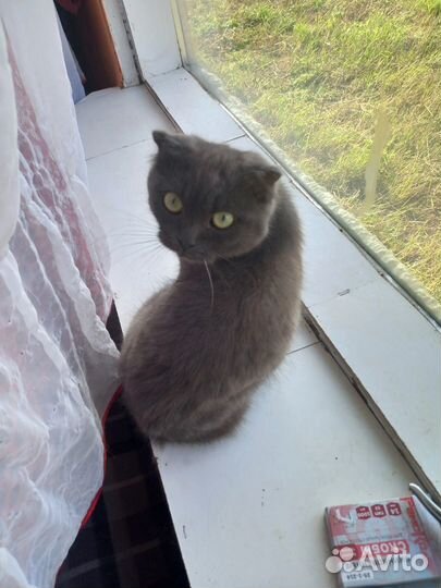 Шотландская