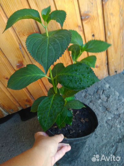 Гортензия крупнолистная ремонтантная