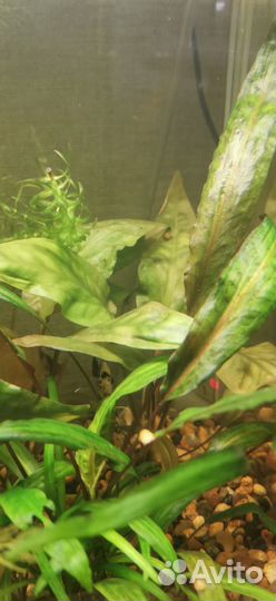 Аквариумные растения