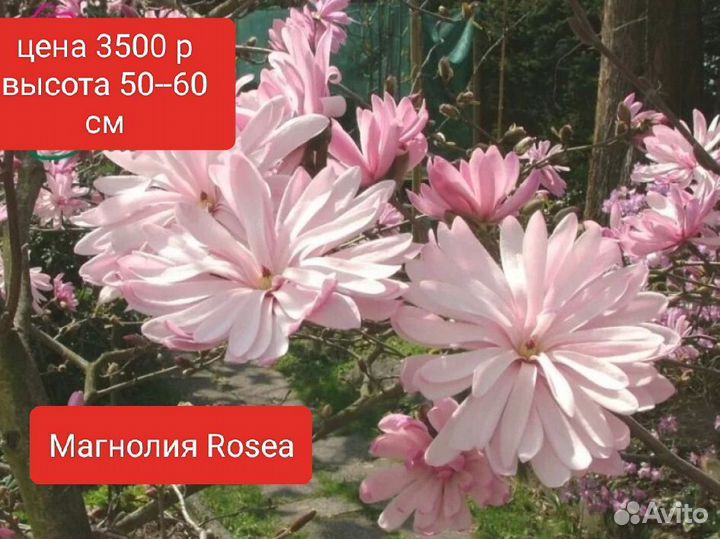 Магнолия
