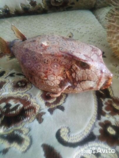 Рыба-коробка