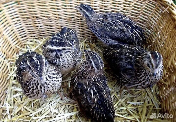 Перепелки несушки