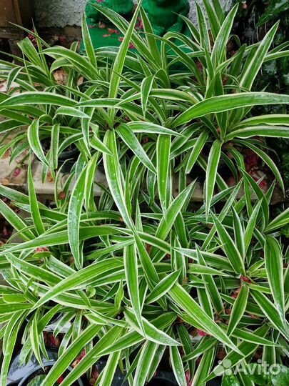 Гортензия Традесканция Хлорофитум