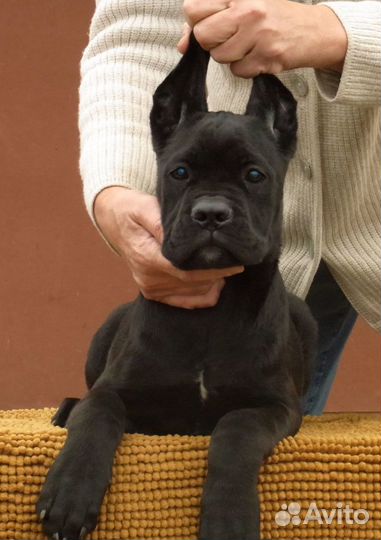 Черные девочки Кане Корсо, уже готовы гулять