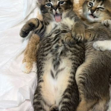 Каракет котёнок