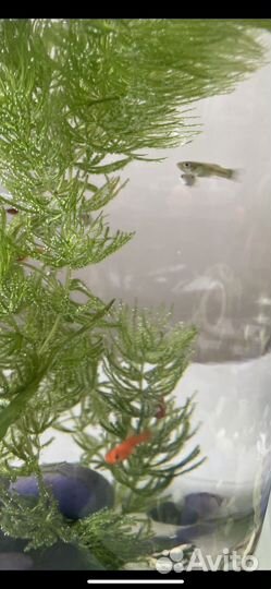 Мальки гуппи