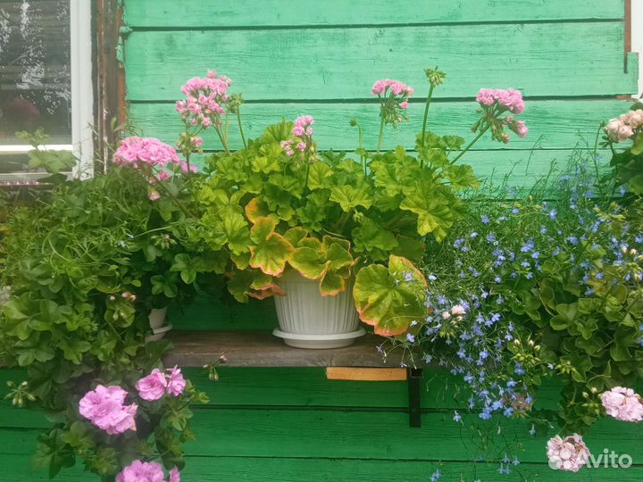 Ю- Мерлезон 2