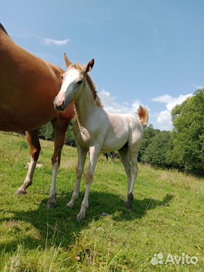Нетель джерси-швид мини. Жеребёнок отъем свинки