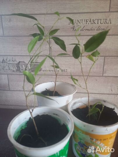 Фикус бенджамина