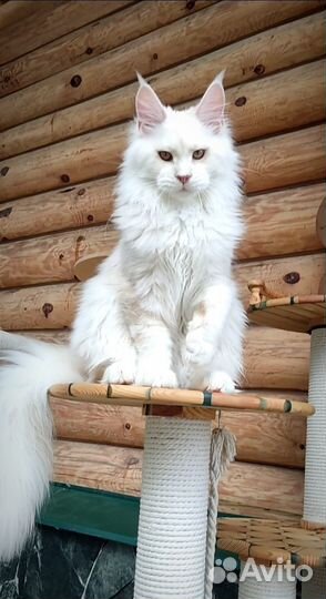 Котята мейн-кун