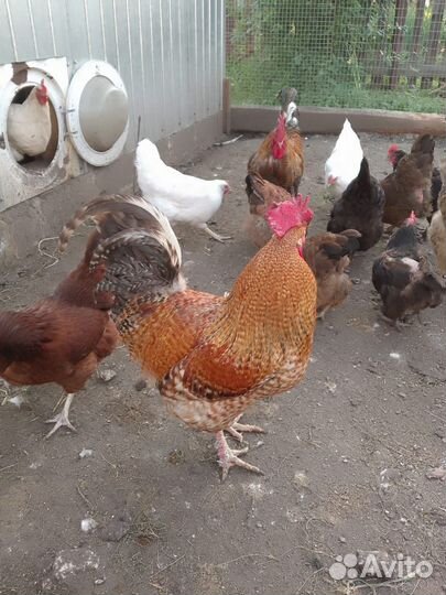 Петух доминанты