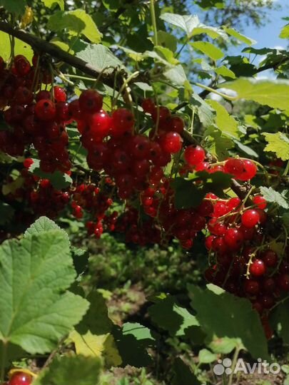 Крыжовник и красная смородина