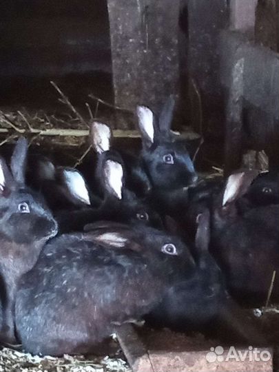 Кролики мясных пород