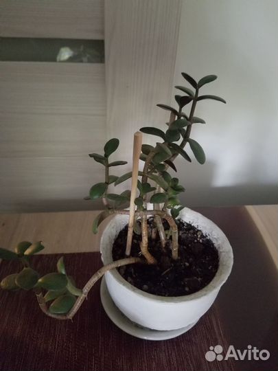 Комнатные растения цветы