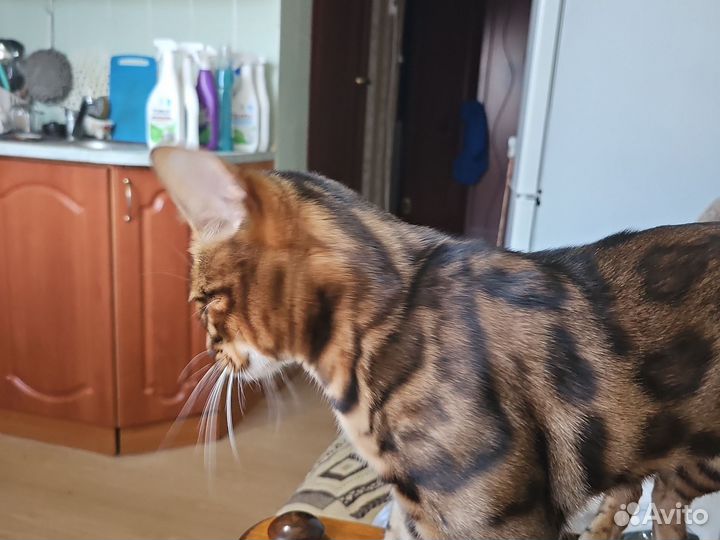 Бенгальский кот на вязку