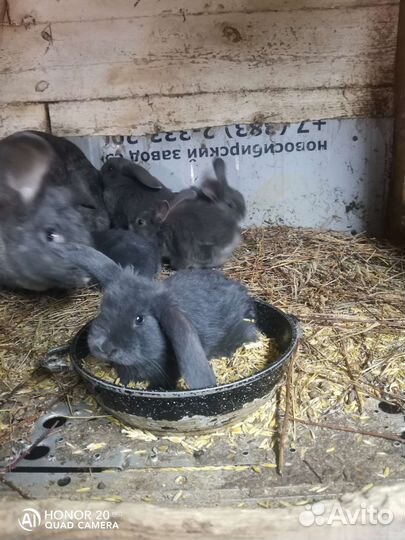 Крольчата разных пород