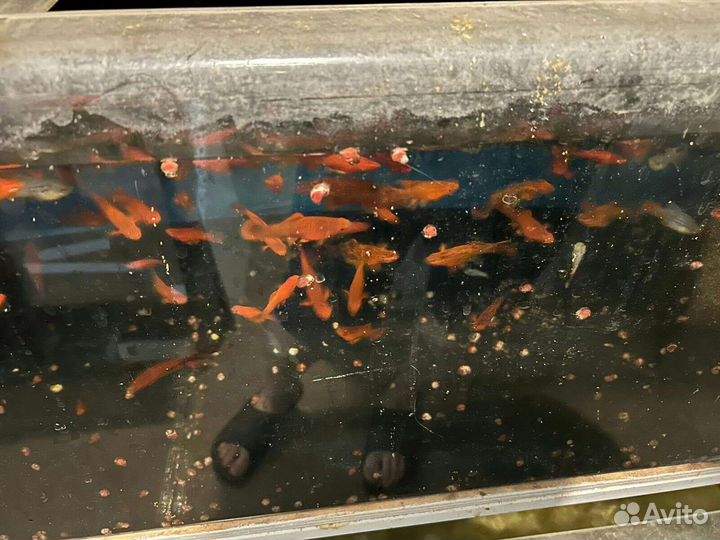 Неоны сомики радужные барбусы данио и другие