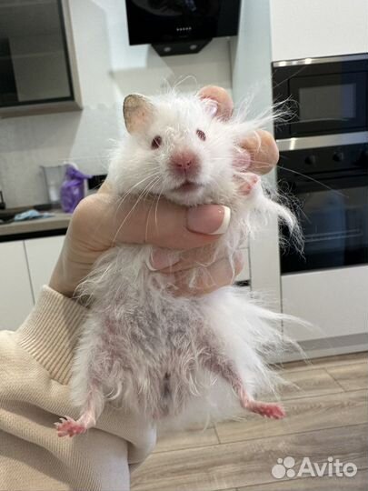 Звездочка СССР