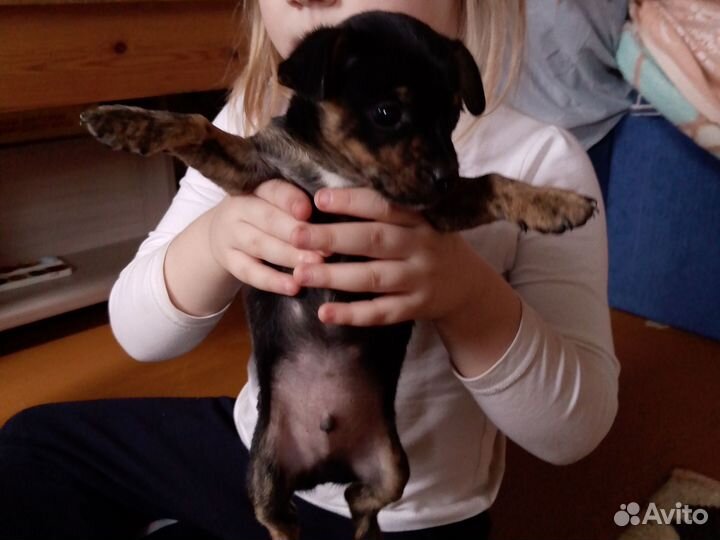 Мини той-терьер щенки