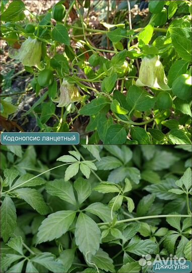 Лианы и Декоративные кустарники