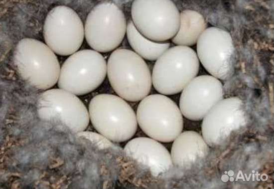 Яйцо индоутиное инкубационное, индоутята