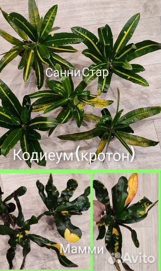 Комнатные цветы.Кодиеум (кротон), шеффлера