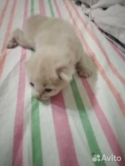 Вислоухие малыши