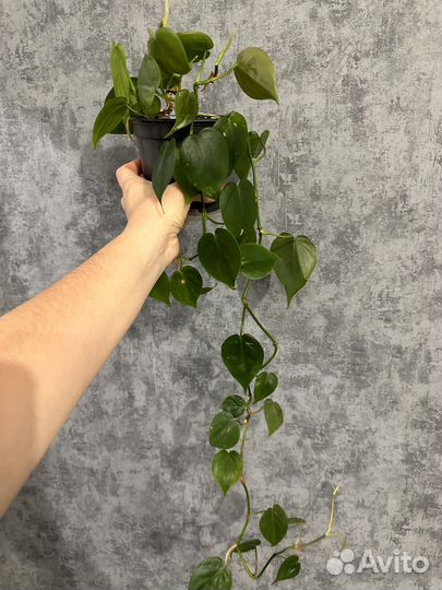 Филодендрон