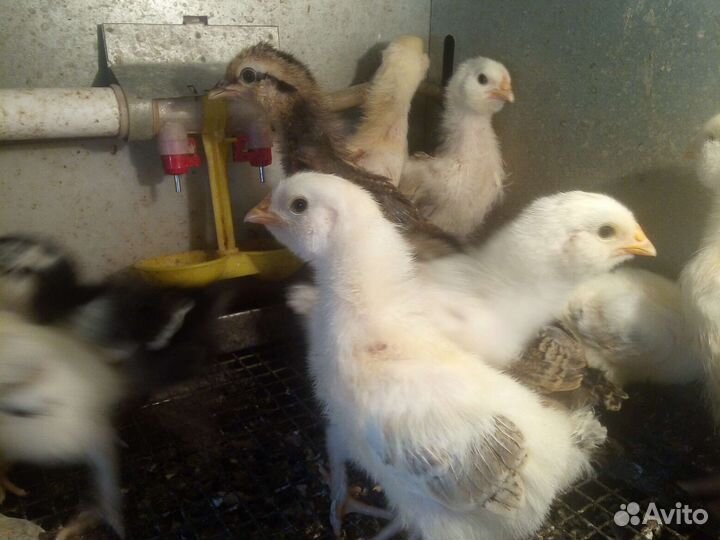 Цыплята, яйцо