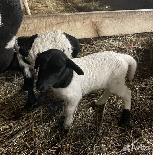 Баранчики и ярочки кроссы Дорпера (F1-F5)