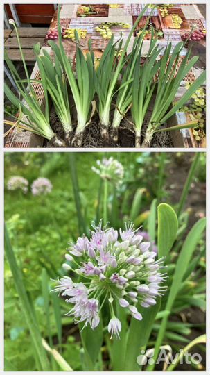 Многолетники садовые 1