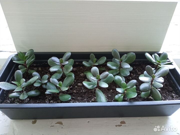 Денежное дерево (Толстянка),отростки уже с корнями