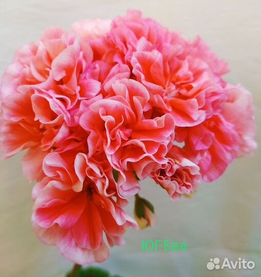 Пеларгонии сортовые