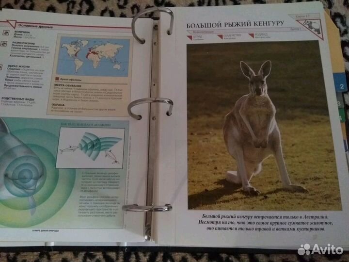 Книга о животных