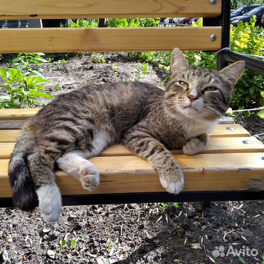 Котик-обнимашка
