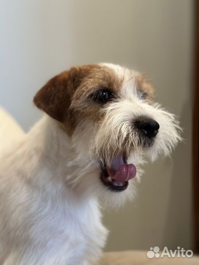 Щенок Джек Рассел терьер