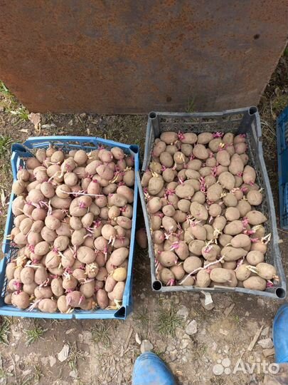 Семенной картофель