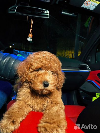 Мальтипу мини