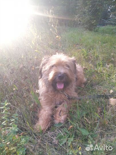 Лучший в мире бородач. Фенотип бреар