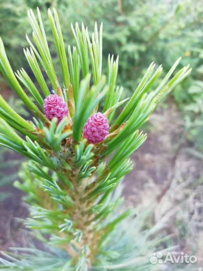 Саженцы кедра (семенной, привитый), другие хвойные