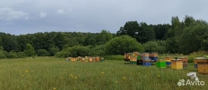 Мёд липовый