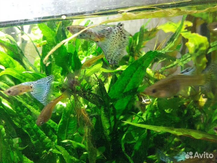 Много рыбы, новое поступление