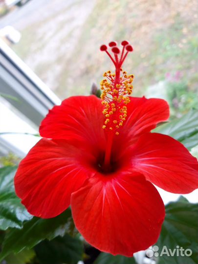 Эпифиллум, бегония, гибискус, антуриум