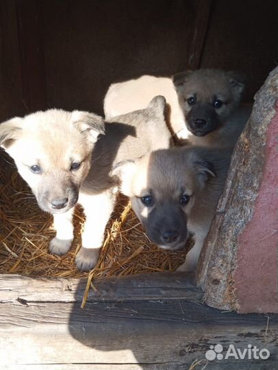 Щенки
