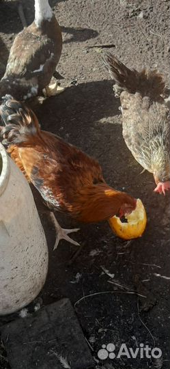 Молодые петушки