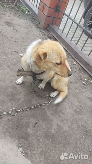 Собака в добрые руки отдам бесплатно