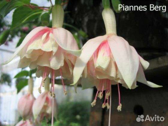 Фуксия Piannes berg