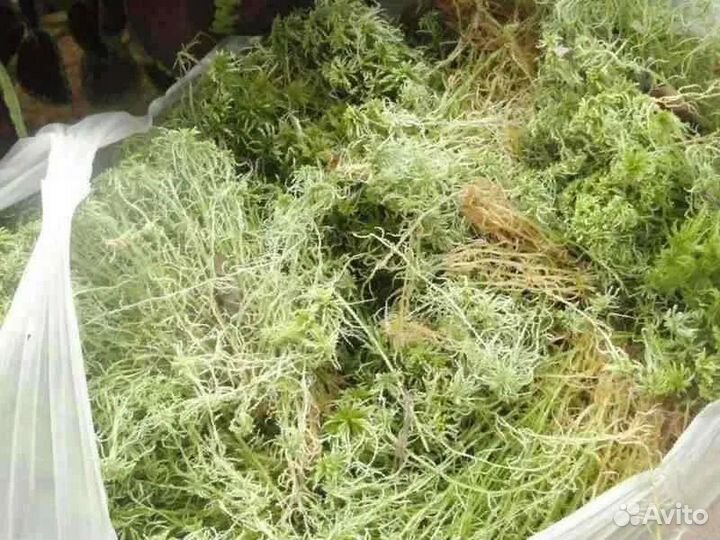 Мох сфагнум живой
