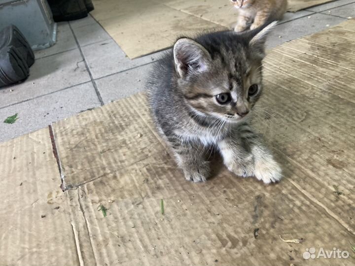 Кошка в дар бесплатно